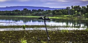 Pantanal Sul: conheça a Aquidauana Pantanal Sul: conheça a Aquidauana