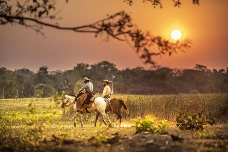O que fazer no Pantanal em 1 dia O que fazer no Pantanal em 1 dia