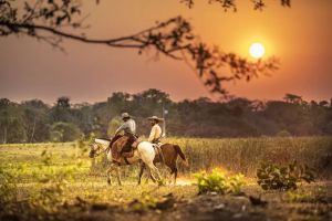 O que fazer no Pantanal em 1 dia O que fazer no Pantanal em 1 dia