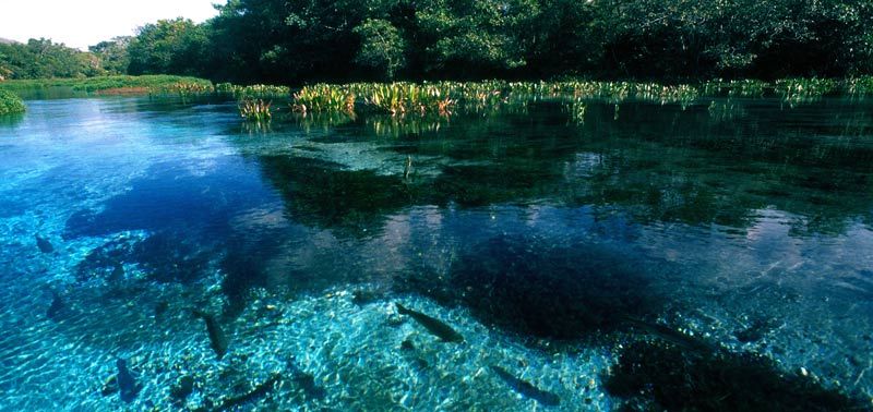 O que fazer no Pantanal em 3 dias? O que fazer no Pantanal em 3 dias?