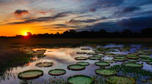 Você sabe qual a melhor fazenda do Pantanal? Você sabe qual a melhor fazenda do Pantanal?