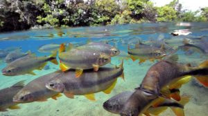Saiba tudo sobre as Piraputangas, peixe símbolo de Bonito Saiba tudo sobre as Piraputangas, peixe símbolo de Bonito