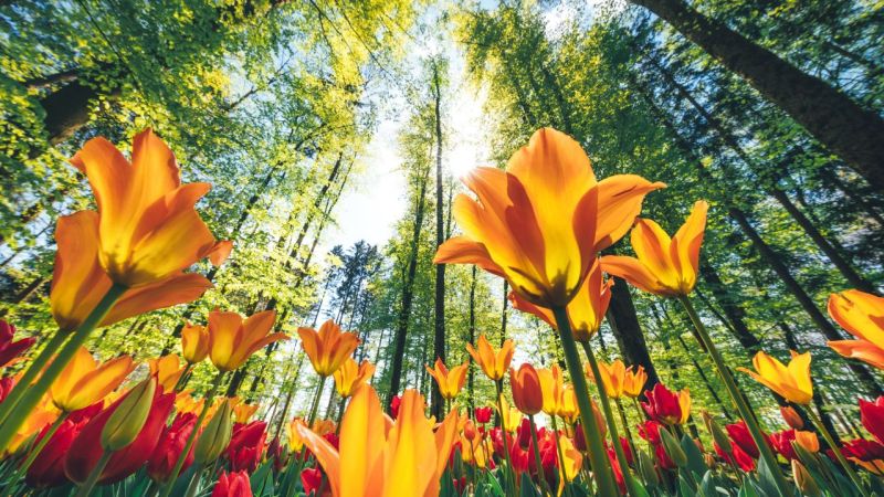 Primavera em Bonito MS Primavera em Bonito MS