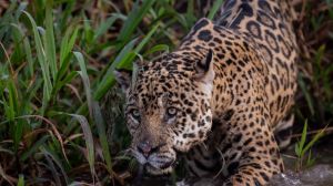 Fauna e Flora do Pantanal Fauna e Flora do Pantanal