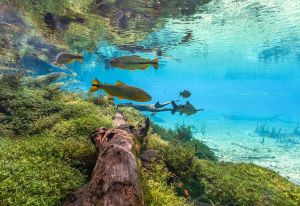 Qual a diferença entre o Rio Sucuri e o Rio da Prata em Bonito? Qual a diferença entre o Rio Sucuri e o Rio da Prata em Bonito?