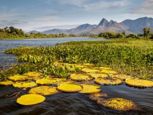 Roteiro Pantanal Completo: Dicas do que você precisa saber Roteiro Pantanal Completo: Dicas do que você precisa saber