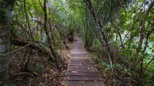 Caminhadas e Trilhas em Bonito, MS: Descubra a Beleza Natural a Pé Caminhadas e Trilhas em Bonito, MS: Descubra a Beleza Natural a Pé