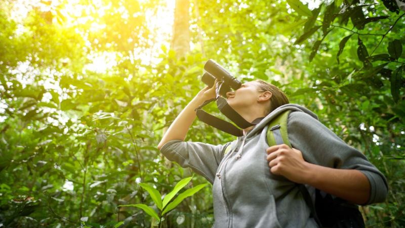 Birdwatching no Brasil: Destinos Imperdíveis para Observação de Aves Birdwatching no Brasil: Destinos Imperdíveis para Observação de Aves