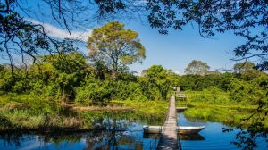 Quanto custa um pacote para o Pantanal? Quanto custa um pacote para o Pantanal?