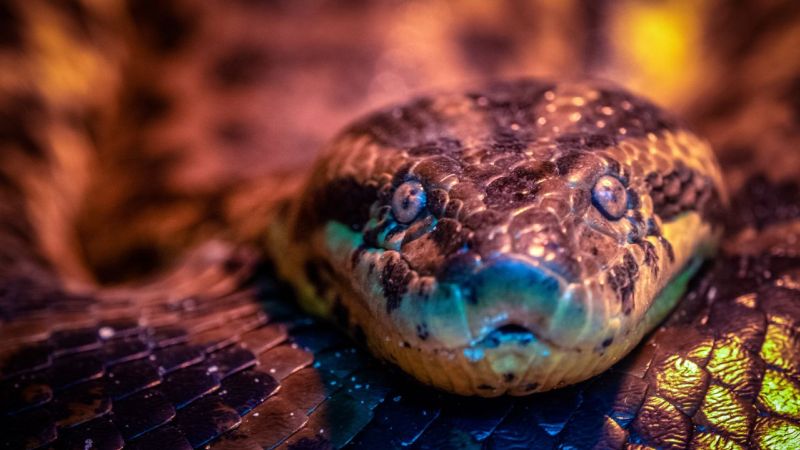 Tem Muita Cobra em Bonito - MS? Tem Muita Cobra em Bonito - MS?