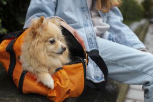 Melhores passeios pet friendly em Bonito para aproveitar com seu animal de estimação Melhores passeios pet friendly em Bonito para aproveitar com seu animal de estimação