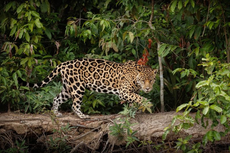 Como lidar com animais selvagens nos passeios de Bonito? Como lidar com animais selvagens nos passeios de Bonito?