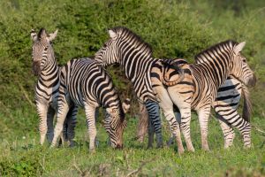 Como lidar com animais selvagens nos passeios de Bonito? Como lidar com animais selvagens nos passeios de Bonito?