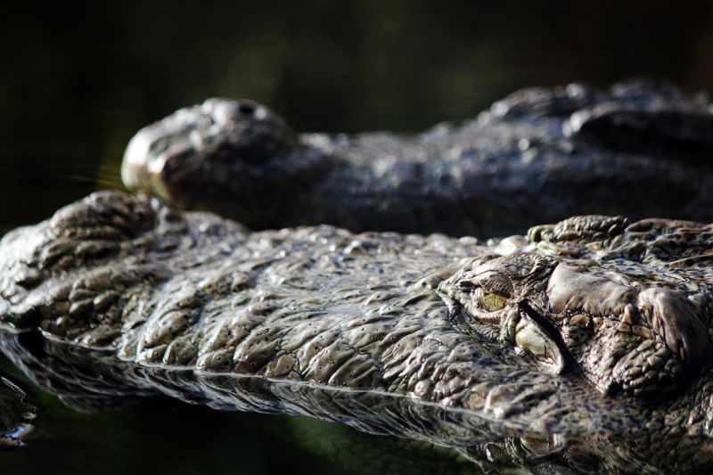 Como observar jacarés do Pantanal com segurança? Como observar jacarés do Pantanal com segurança?