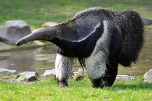 Animais em extino que ainda podem ser vistos em Bonito