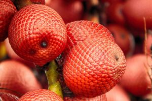 O que é o buriti e onde encontrá-lo em Bonito? O que é o buriti e onde encontrá-lo em Bonito?