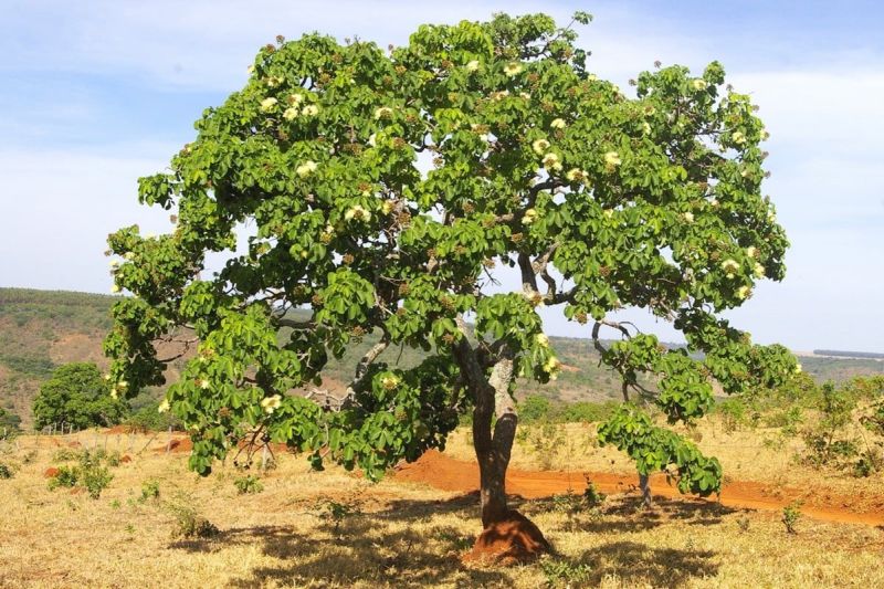 Plantas do Cerrado típicas e medicinais que você vai encontrar em Bonito MS Plantas do Cerrado típicas e medicinais que você vai encontrar em Bonito MS