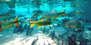 Flutuação: Recanto Ecológico Rio da Prata Flutuação: Recanto Ecológico Rio da Prata